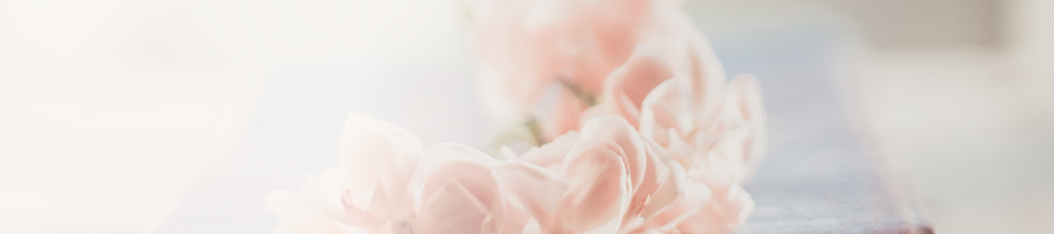 Närbild av mjuka, rosa blommor med suddig bakgrund.